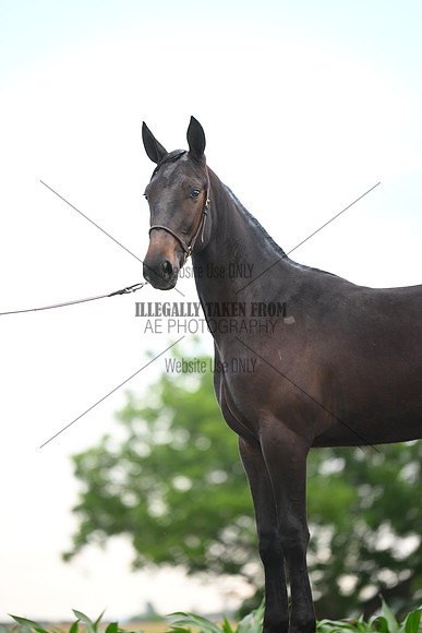 AJB_0975