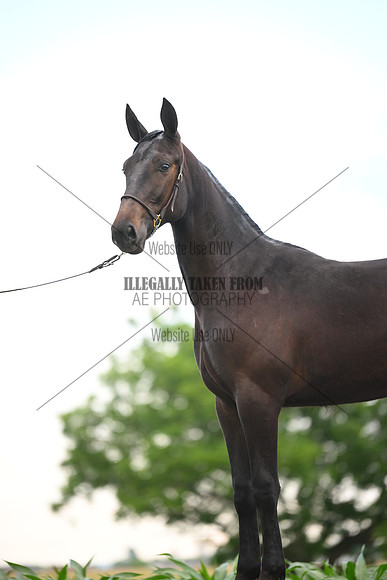 AJB_0976