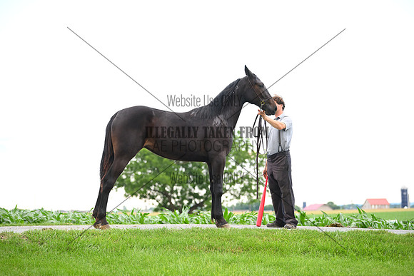 AJB_0981