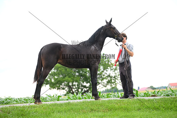 AJB_0984
