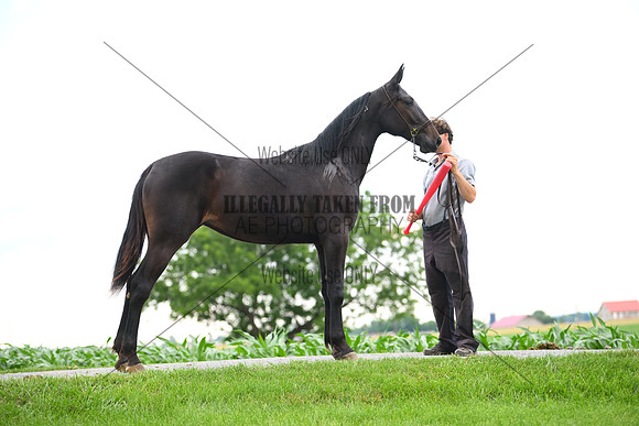 AJB_0985