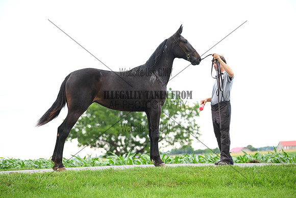 AJB_0987