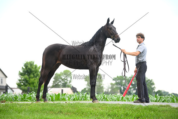 AJB_0989