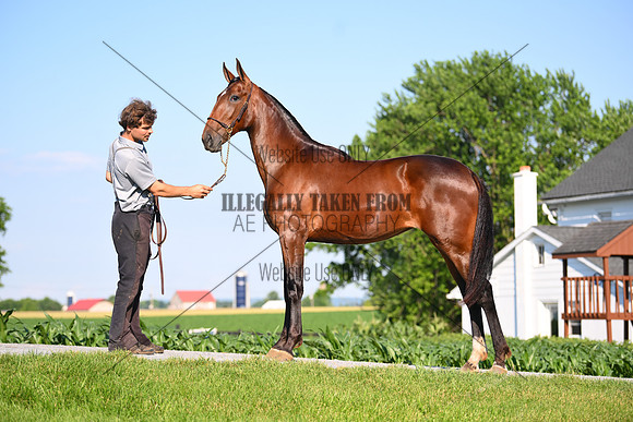 AJB_0793