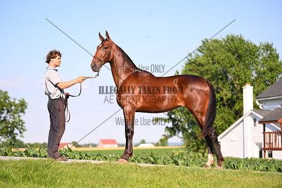 AJB_0797