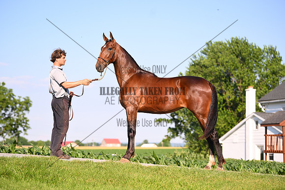 AJB_0798
