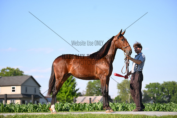 AJB_0823