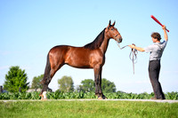 AJB_0834