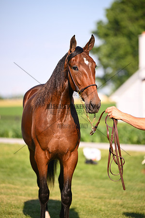 AJB_0839