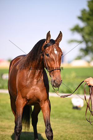 AJB_0844