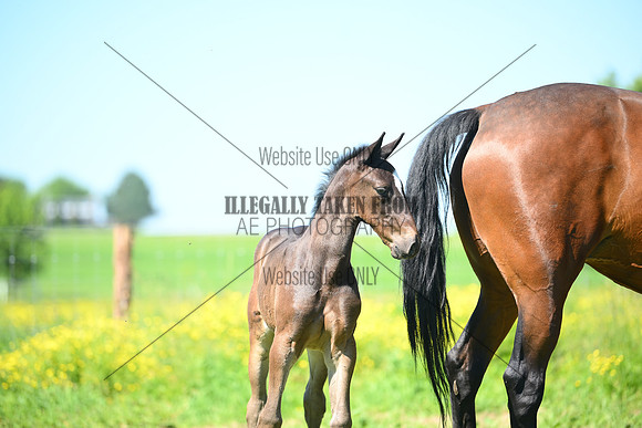 ASH_0054