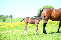 ASH_0055