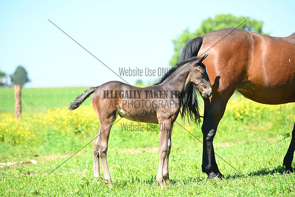 ASH_0056