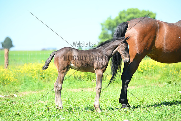 ASH_0058