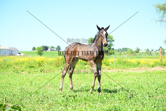 ASH_0065