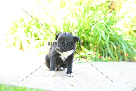ASH_0268