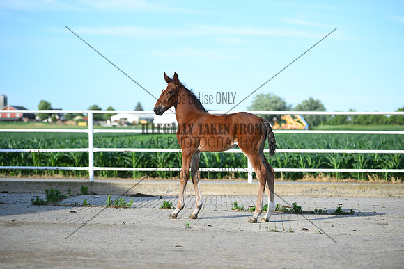 AJB_1173
