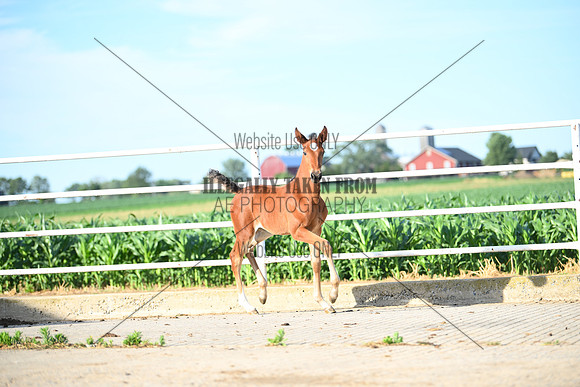 AJB_1179