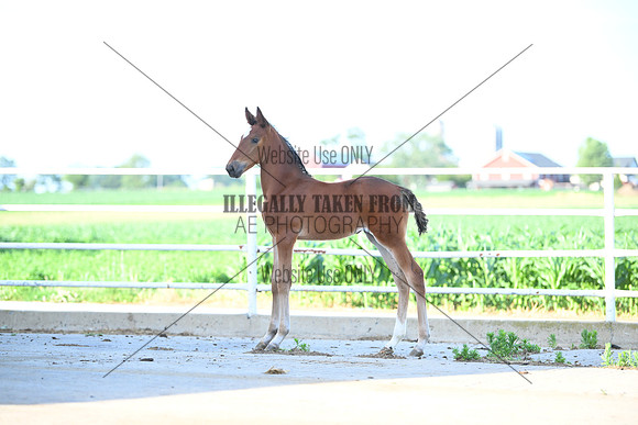AJB_1196