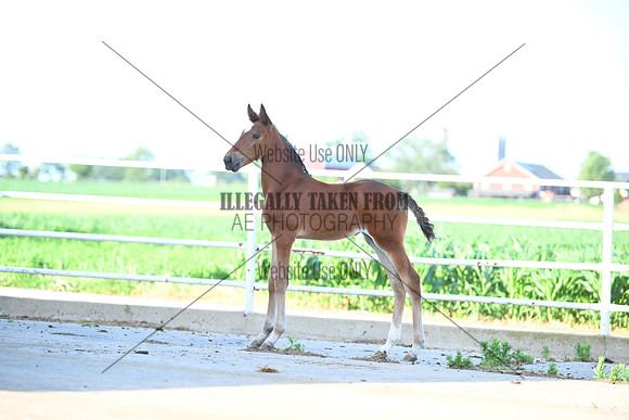 AJB_1197