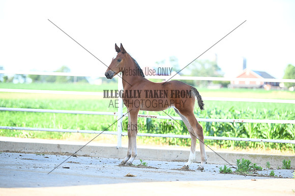 AJB_1198
