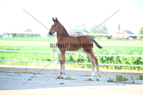 AJB_1199