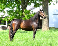 lot89-2 yr mare-SamMiller