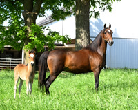 lot95-10 yr mare-Sammiller