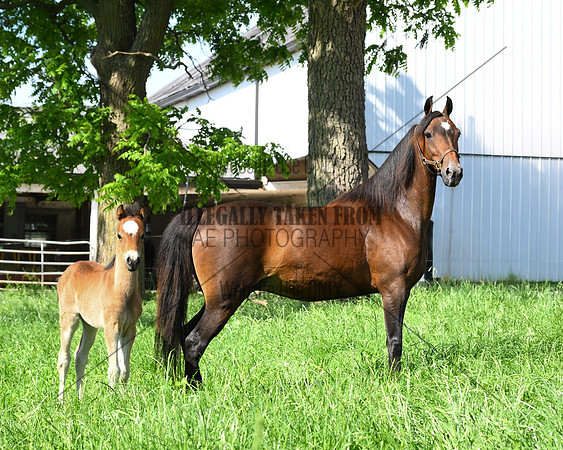 lot95-10 yr mare-Sammiller