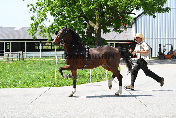 ASH_2447