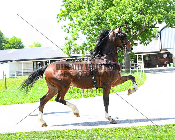 Lot 44