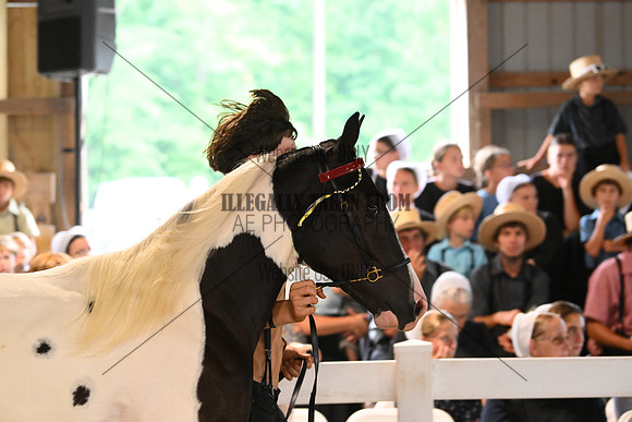 AJB_0538