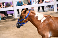 AJB_0547