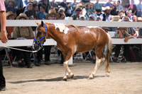 AJB_0545