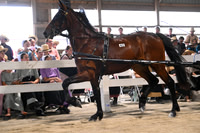 AJB_0664