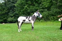 AJB_0813