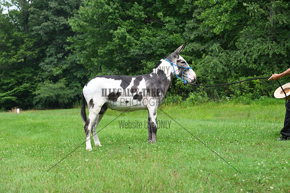 AJB_0813