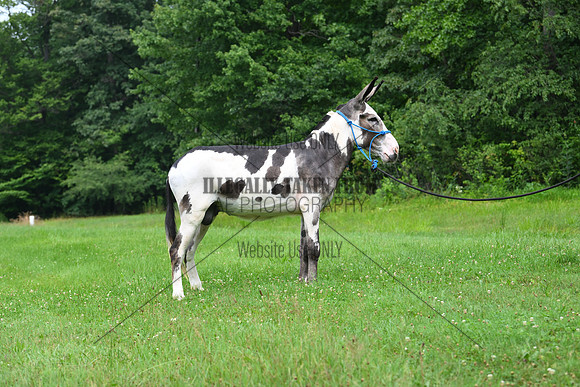 AJB_0814