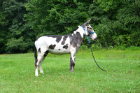 AJB_0815