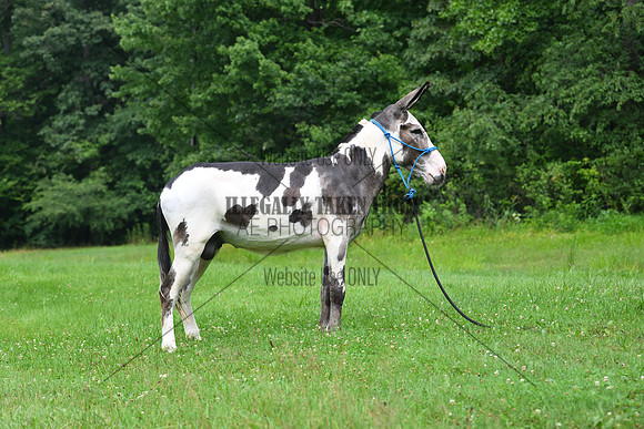 AJB_0815