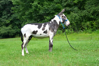 AJB_0816