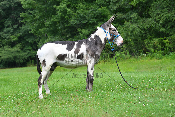 AJB_0816