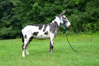 AJB_0817