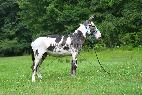AJB_0817
