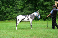 AJB_0818