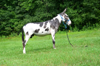 AJB_0819