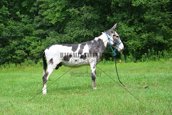 AJB_0820