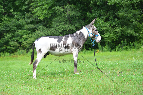 AJB_0821