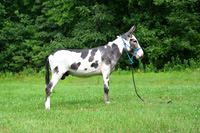 AJB_0822