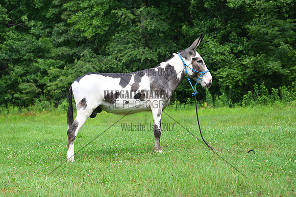 AJB_0822